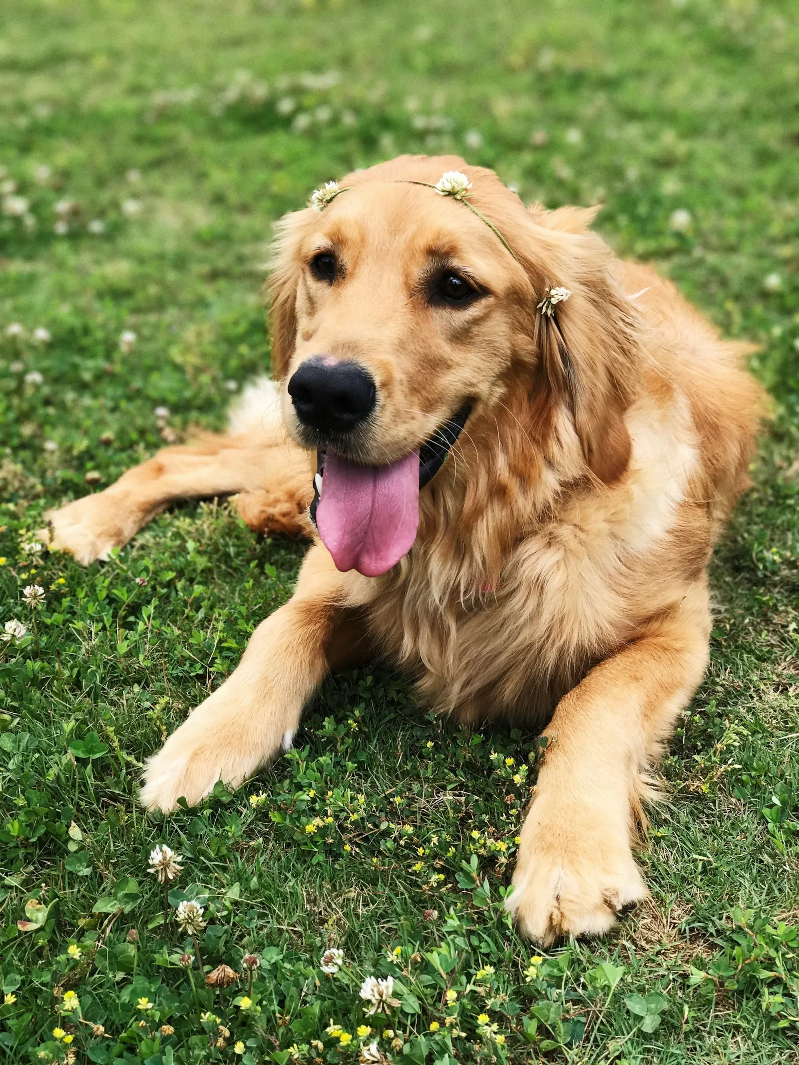 Golden retriever sitting on green grass
