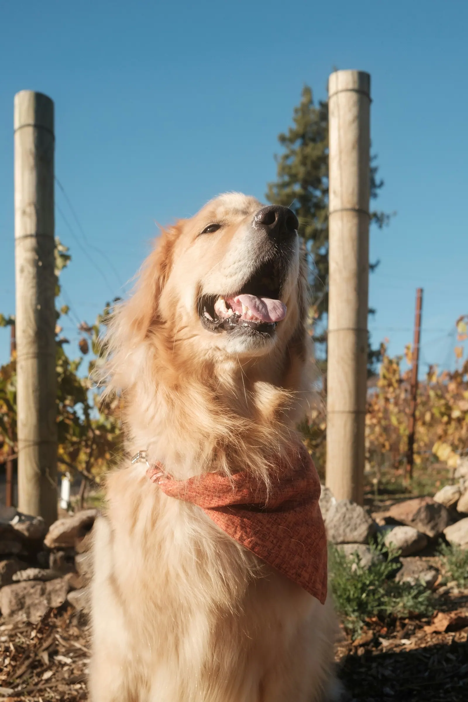 Golden retriever sitting in the sun