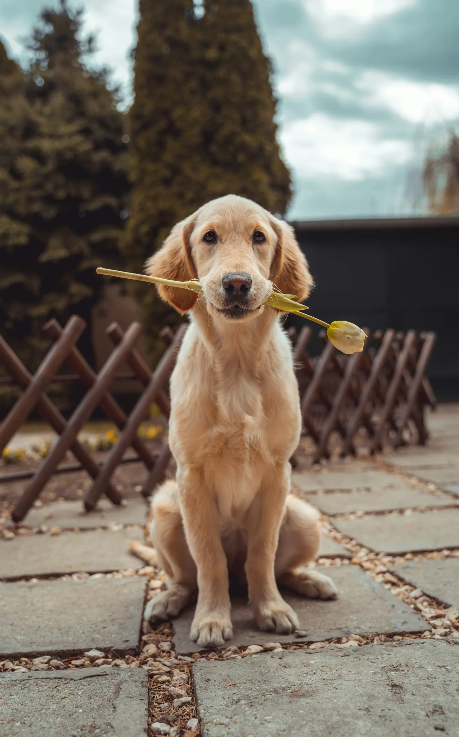 Golden retriever looking toward the camera