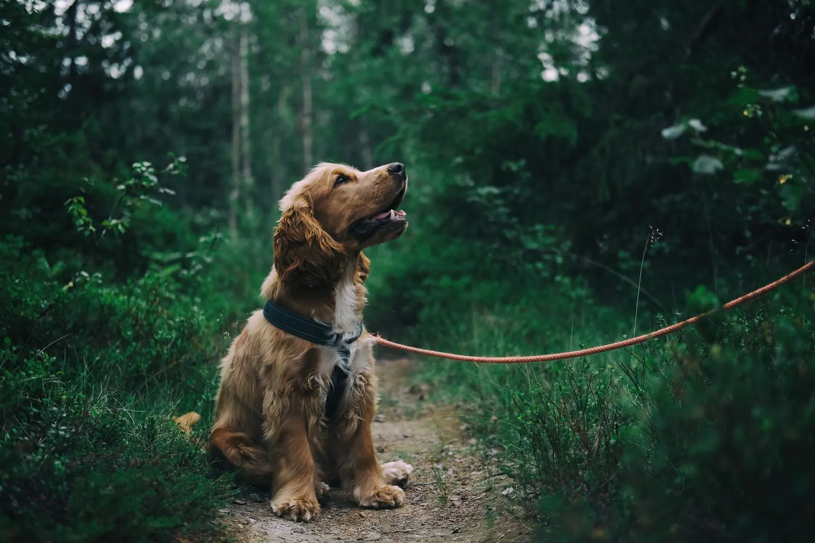 Dog standing in a green field