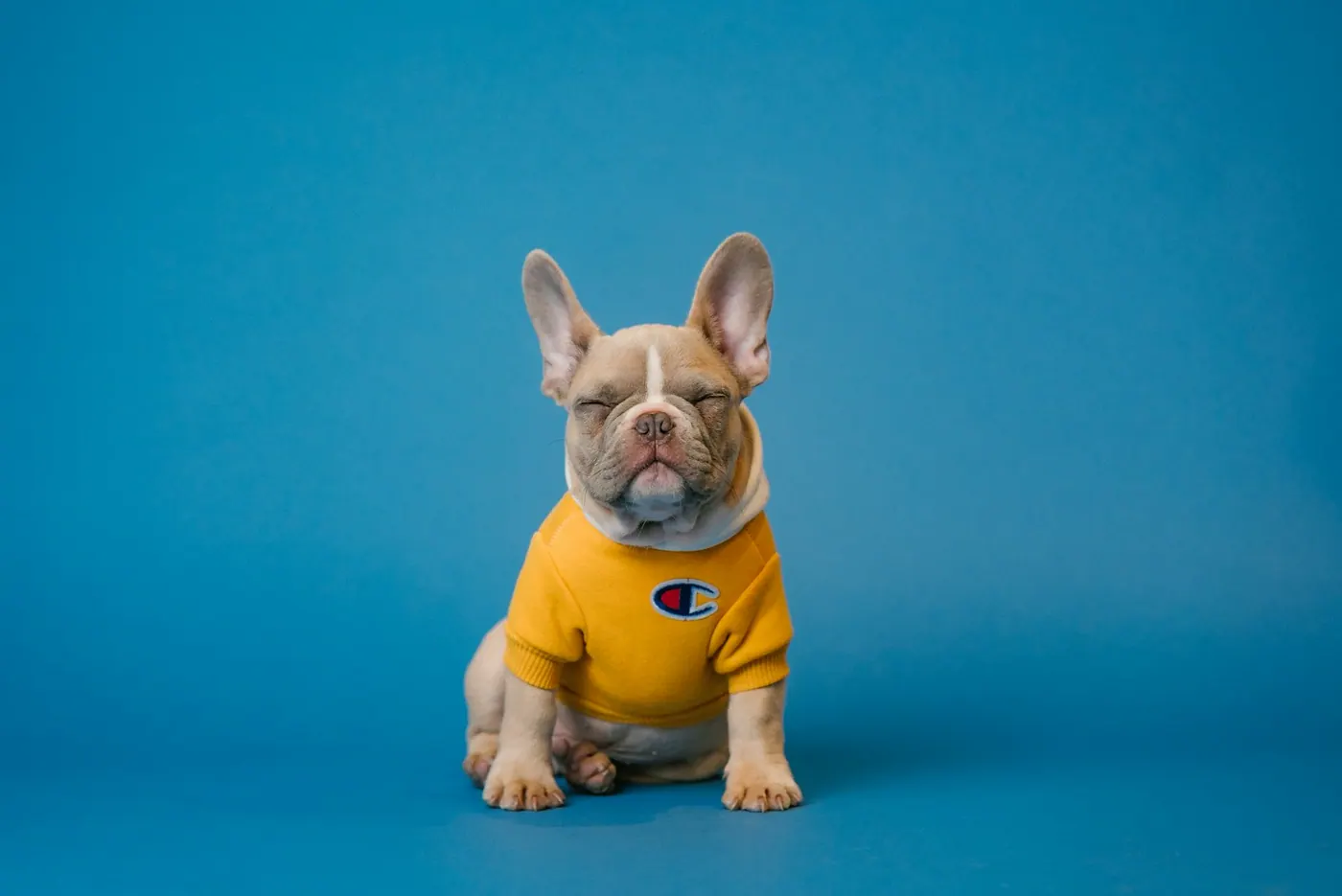 French bulldog in a yellow hoodie