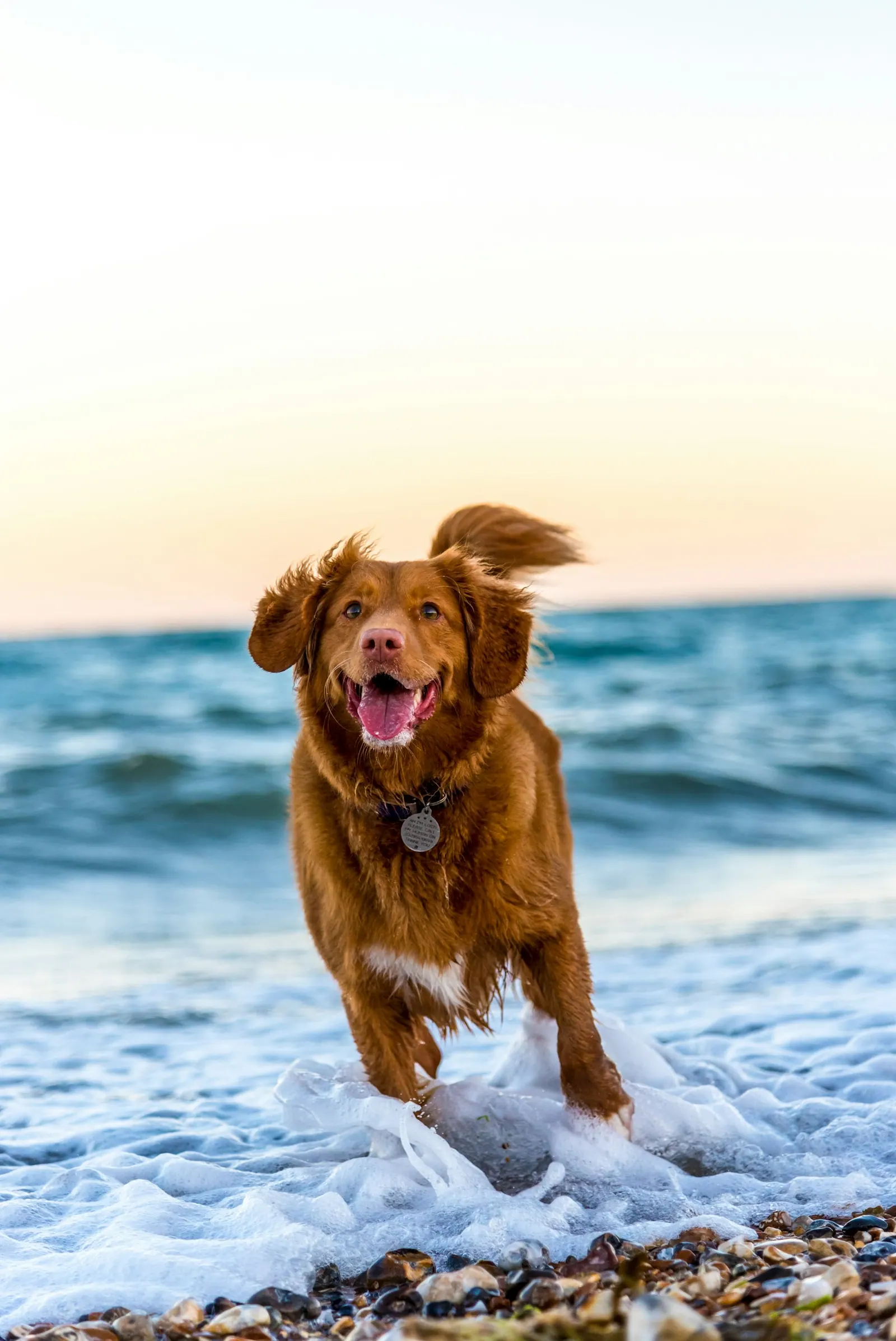 Long-coated dog on a seashore during daytime