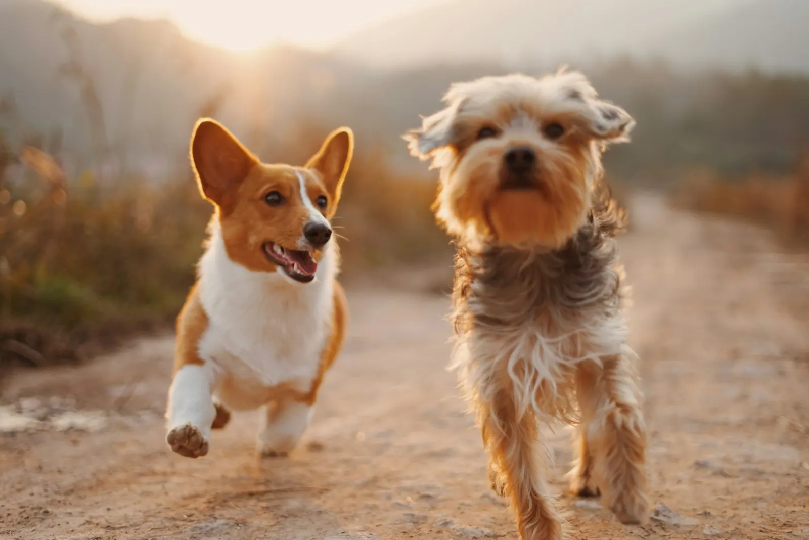 Two brown and white dogs running on a grass field