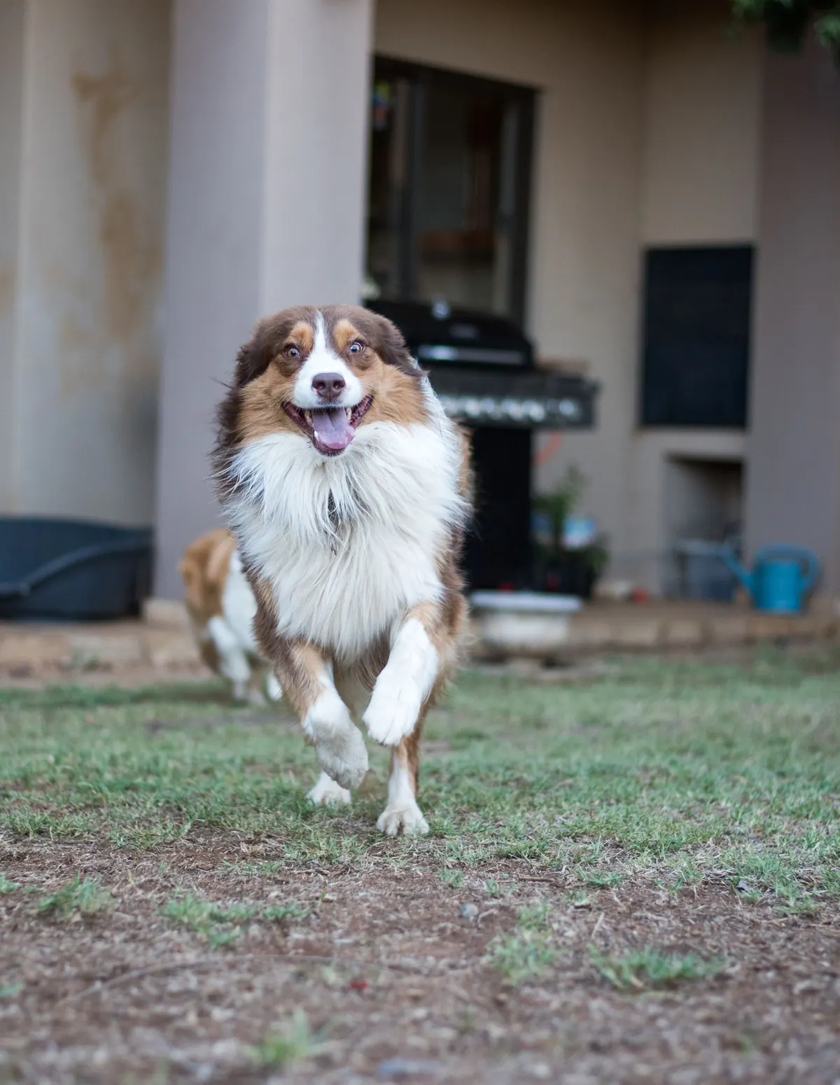 Happy dog running on the grass in front of a house