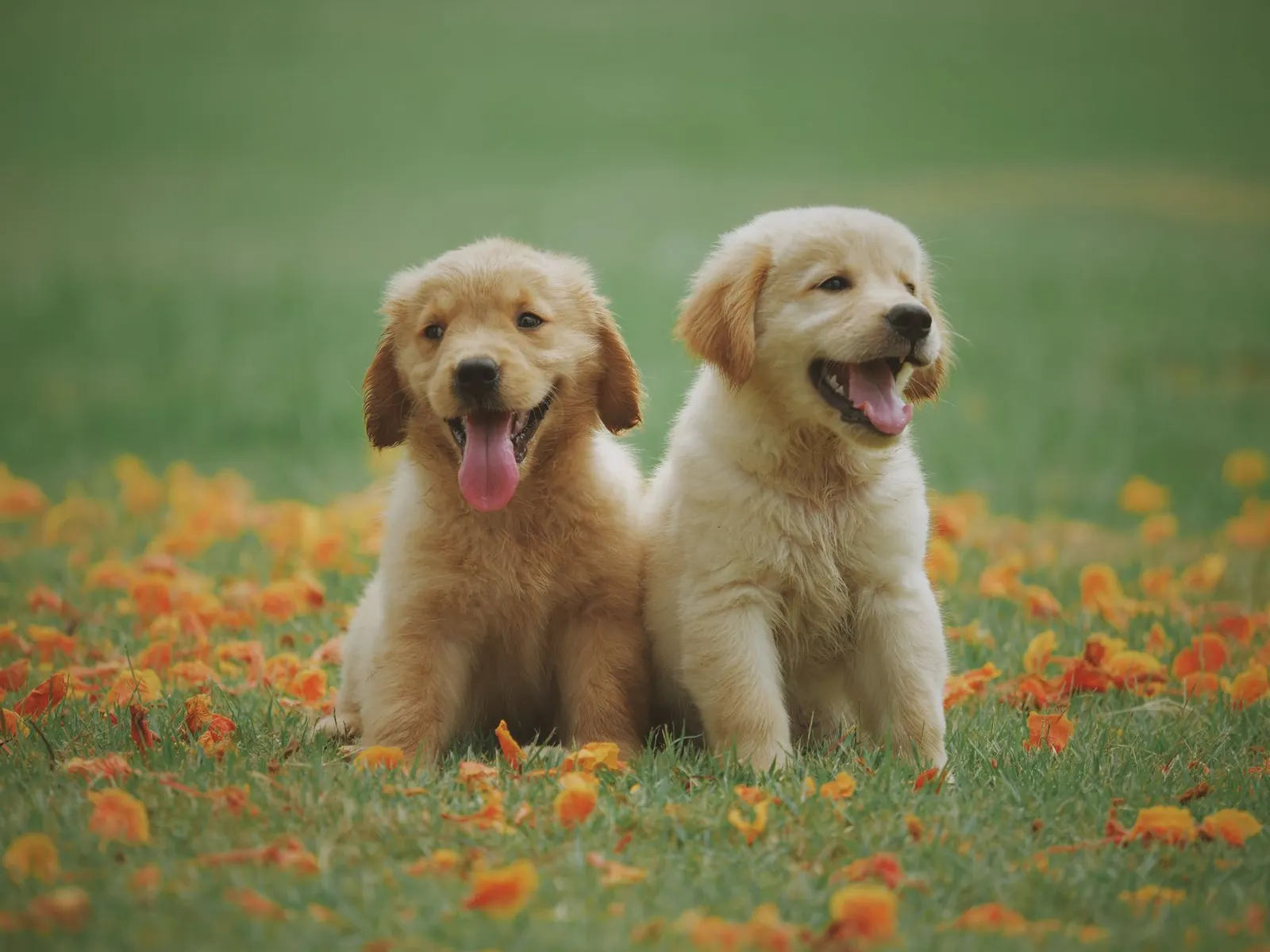 Two yellow Labrador puppies on grass