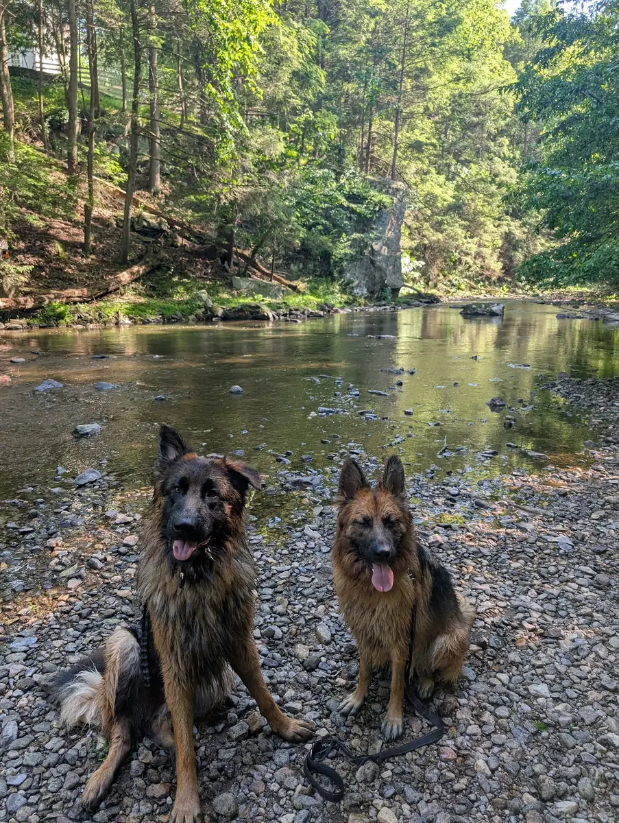 Bailey and Archie sitting on a rocky creek bank with trees and water behind them