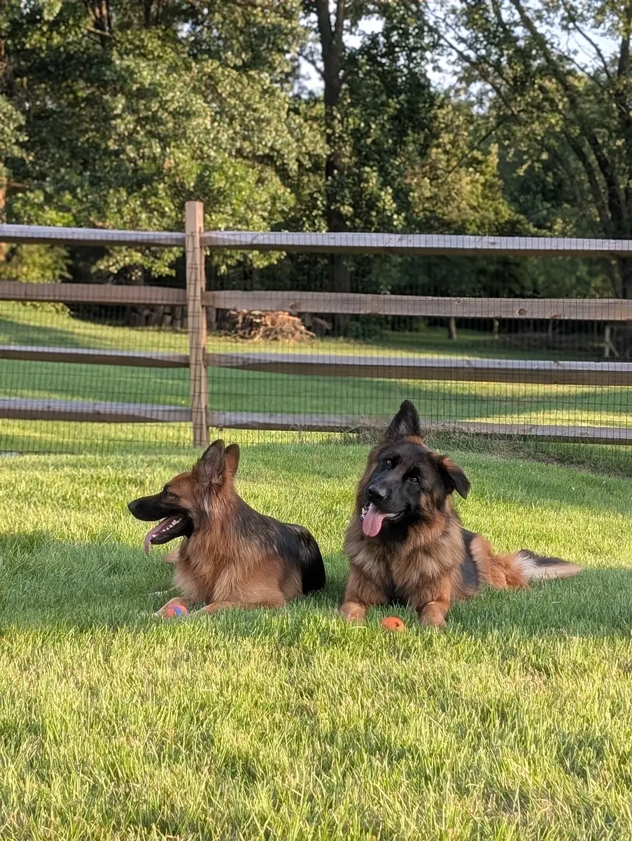 Bailey and Archie lying on a mowed lawn in front of a wooden split-rail fence