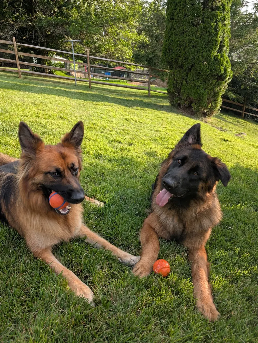 Bailey and Archie lying on a green lawn with orange rubber balls