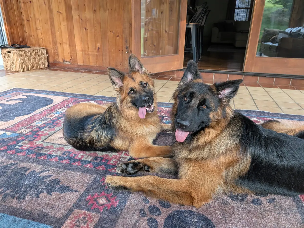 Bailey and Archie lying together on a patterned rug on a wooden patio