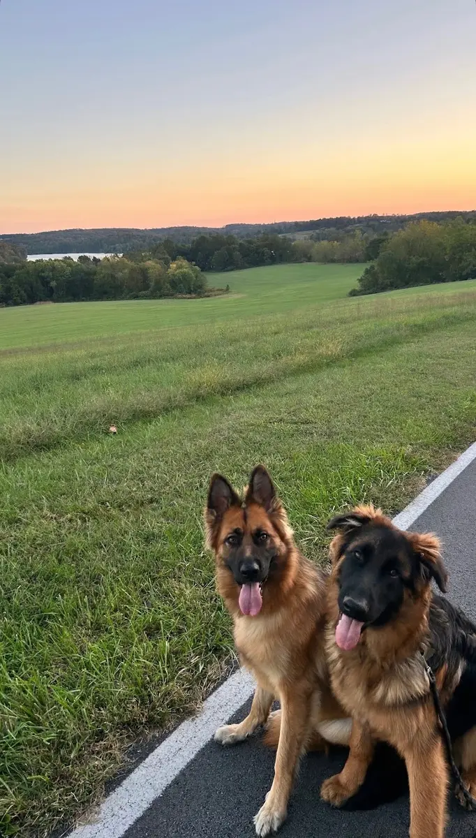 Bailey and Archie sitting side by side on a path at sunset, with green fields and hills behind them